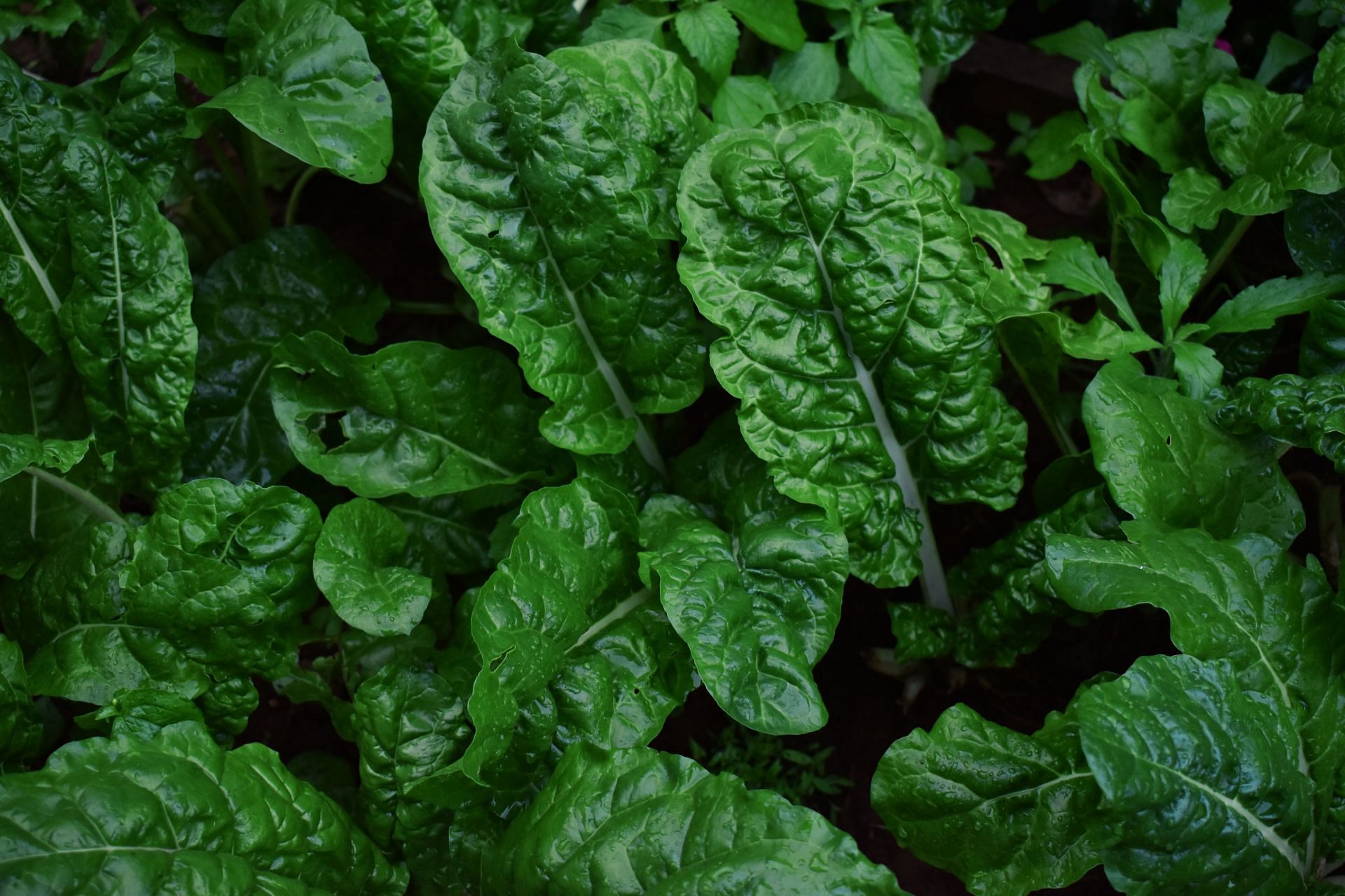 Great for the gut and body (Image via Unsplash/Elly brain)